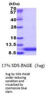 Human HSBP1L1 Recombinant Protein