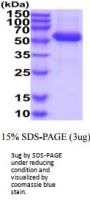 Human CD277/BTN3A1 Recombinant Protein