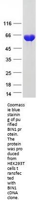 BIN1 (NM_139350) Human Recombinant Protein