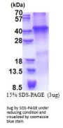 Human Wnt-7a Recombinant Protein