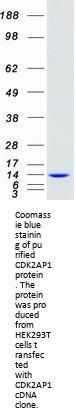 CDK2AP1 (NM_004642) Human Recombinant Protein
