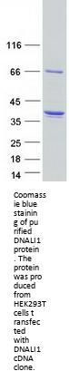 DNALI1 (NM_003462) Human Recombinant Protein