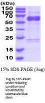Human ADAM10 Recombinant Protein
