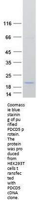 PDCD5 (NM_004708) Human Recombinant Protein