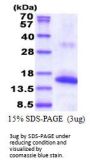 Human NKp30/NCR3 Recombinant Protein