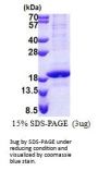 Human POLR2D Recombinant Protein