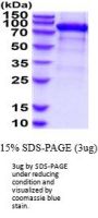 Mouse Folh1 Recombinant Protein