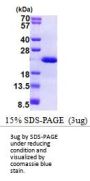 Human Desert Hedgehog/Dhh (C23II) Recombinant Protein