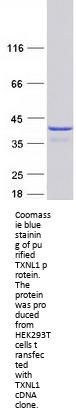 TXNL1 (NM_004786) Human Recombinant Protein