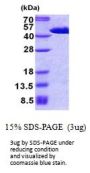 Human FIBP Recombinant Protein