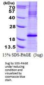 Human BCL2L11 Recombinant Protein