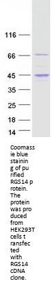 RGS14 (NM_006480) Human Recombinant Protein