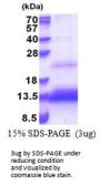 Human TRIAP1 Recombinant Protein