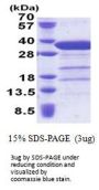 Human Syntaxin 6 Recombinant Protein