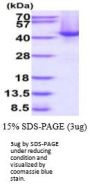 Human SPOP Recombinant Protein
