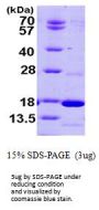 Human PDE6D Recombinant Protein