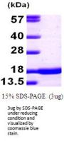 Mouse alpha-Synuclein Recombinant Protein