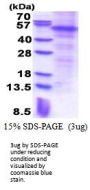 Human Parkin Recombinant Protein