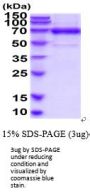 Human TLR2 Recombinant Protein