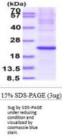 Human MafK Recombinant Protein