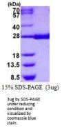 Human Hematopoietic Prostaglandin D Synthase/HPGDS Recombinant Protein