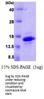 Human VAMP4 Recombinant Protein