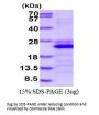 Human Glypican 4 Recombinant Protein