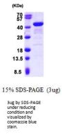 Human GRAP2 Recombinant Protein