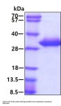 Human NKP46/NCR1 Recombinant Protein