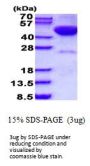 Human DRAK2 Recombinant Protein