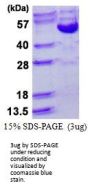 Human Cyclin B2 Recombinant Protein