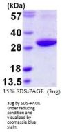Human RAB3D Recombinant Protein