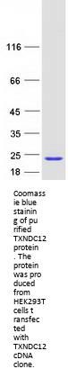 ERp19 (TXNDC12) (NM_015913) Human Recombinant Protein