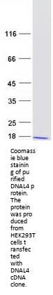 Dynein light chain (DNAL4) (NM_005740) Human Recombinant Protein
