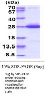 Human K-RAS Recombinant Protein