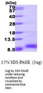 Human IGF-II Recombinant Protein