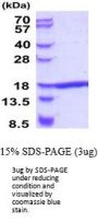 Human TNF-alpha Recombinant Protein