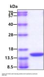 Mouse GM-CSF Recombinant Protein
