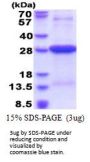 Human HLA-DR Recombinant Protein