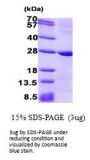 Human PRNP Recombinant Protein