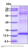 Mouse TGF-beta 1 Recombinant Protein