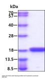 Mouse IL-2 (C160S) Recombinant Protein
