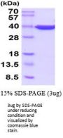Human GAPDH Recombinant Protein