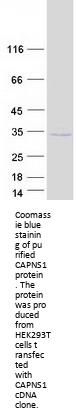 CAPNS1 (NM_001003962) Human Recombinant Protein