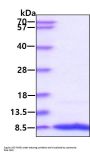 Human IGF-I Recombinant Protein