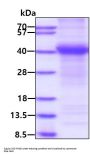 Human APP/Protease Nexin II Recombinant Protein