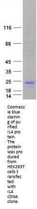IL4 (NM_000589) Human Recombinant Protein