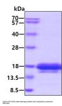 Human IL-5 Recombinant Protein