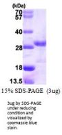 Human c-Jun Recombinant Protein