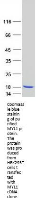 myosin light chain 1 (MYL1) (NM_079422) Human Recombinant Protein